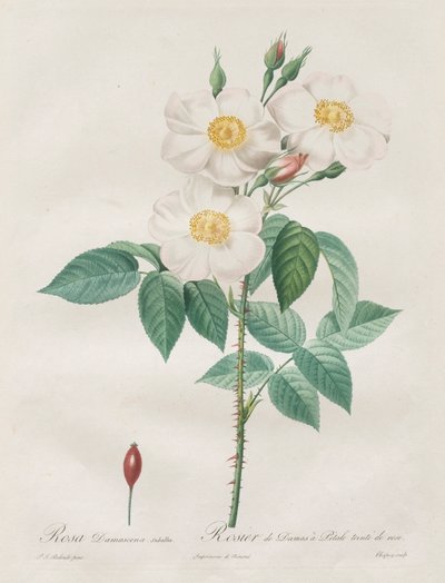 As Rosas: Rosa Damascena, subalba de Henry Joseph Redouté