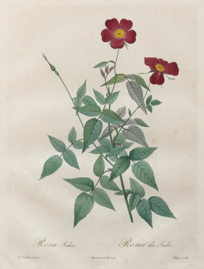 As Rosas: Rosa indica de Henry Joseph Redouté