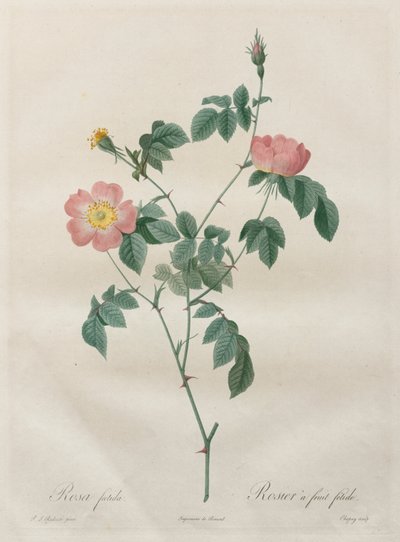 As Rosas: Rosa indica de Henry Joseph Redouté