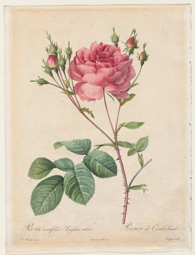 Rosa Centifólia Anglica Rubra de Henry Joseph Redouté