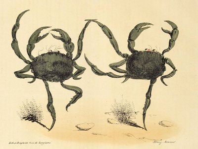 Dança Fantástica de La Caricature, pub. 1831 litografia, 1831. de Henry Monnier