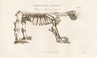 Esqueleto de Megatherium americanum de Henry Mutlow