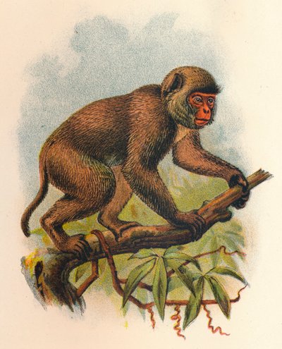 St. Johns Macaque, 1897 de Henry Ogg Forbes