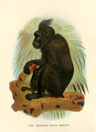 O babuíno preto celebean, 1896 de Henry Ogg Forbes