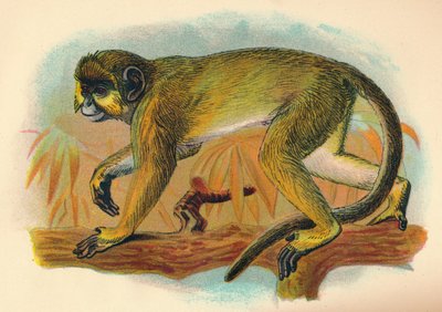 O Talapoin, 1897 de Henry Ogg Forbes