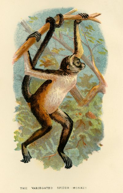 O Macaco-Aranha Variegado, 1896 de Henry Ogg Forbes
