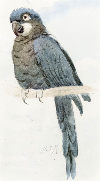 Arara azul, c.1890 de Henry Stacey Marks