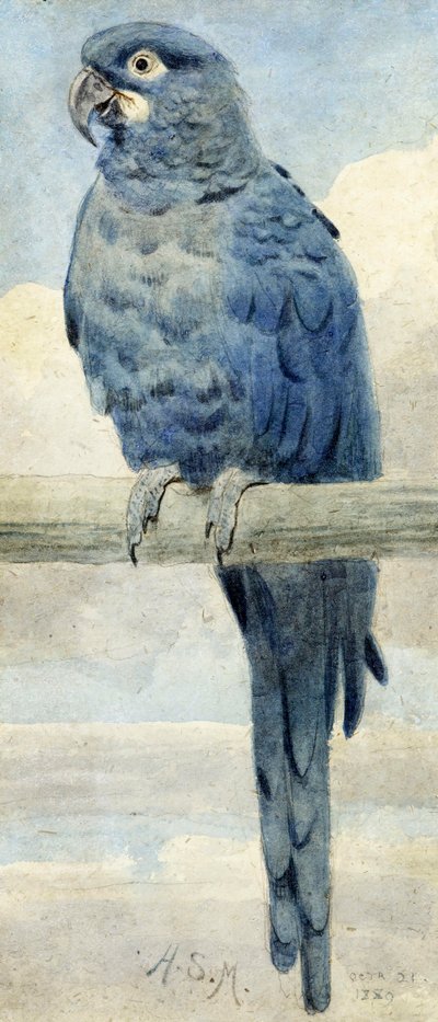 Arara Jacinto, 1889 de Henry Stacey Marks