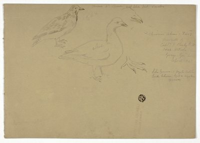 Esboços de pássaros de Henry Stacy Marks