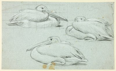 Três esboços de pelicanos de Henry Stacy Marks