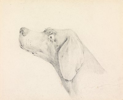 Cabeça de um pointer, de perfil à esquerda de Henry Thomas Alken