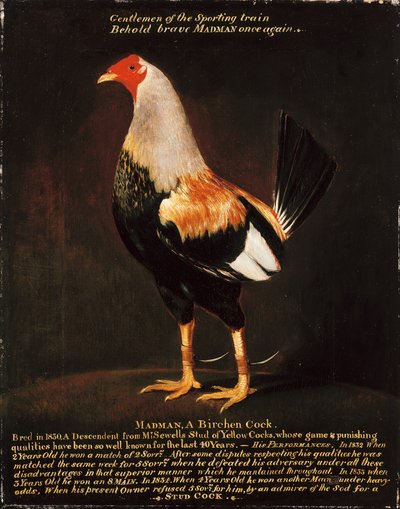 Madman, a Birchen Cock (óleo sobre tela) de Henry Thomas Alken