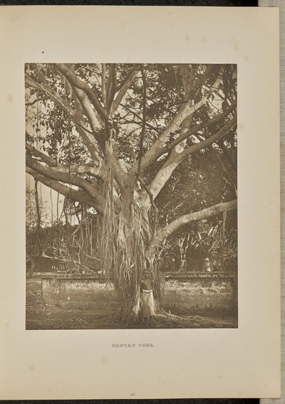 Banyan Tree, com caules jovens de Aërial de Henry W. Cave