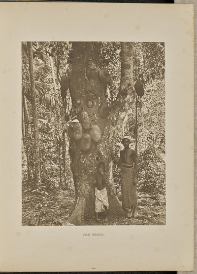 Fruta Jak de Henry W. Cave