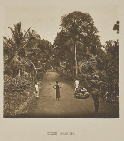 O Pingo de Henry W. Cave