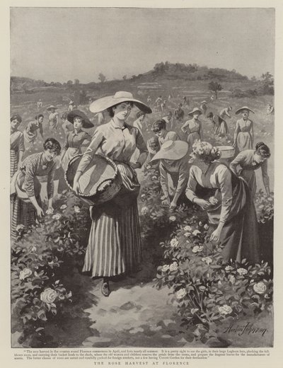 A colheita da rosa em Florença de Herbert Johnson