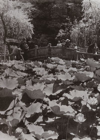 Um Lotus-Pond (foto a p/b) de Herbert Ponting
