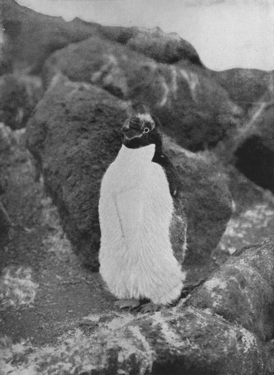 Um pinguim muda, c1911, 1913 de Herbert Ponting