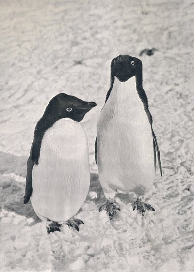 Um par de pinguins de Adélie, c1911, 1913 de Herbert Ponting