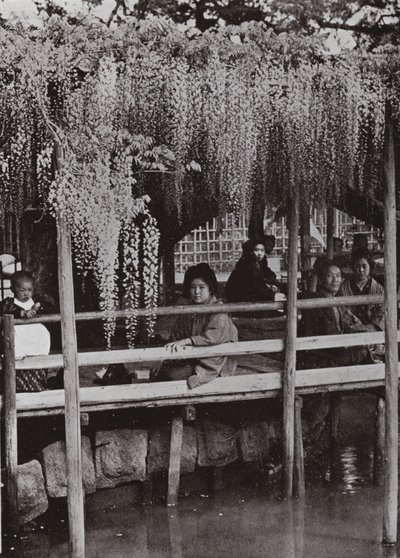 Uma Wistaria Arbour em Kameido (foto a p/b) de Herbert Ponting