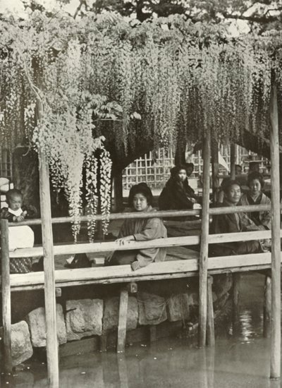 Um mandril de glicínias em Kameido, 1910. de Herbert Ponting