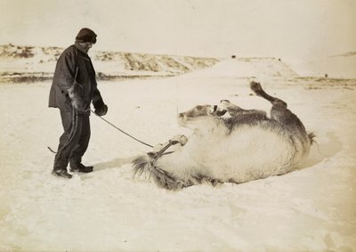 Um homem e o seu cavalo na neve de Herbert Ponting