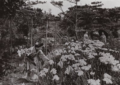 No Iris Garden em Hori-kiri (foto a p/b) de Herbert Ponting