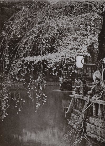 Tempo de Cereja-Posso no Japão (foto a p/b) de Herbert Ponting