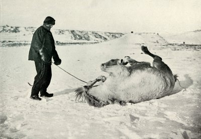 Cherry-Garrard dando a seu pônei Michael um rolo na neve, c1911, 1913 de Herbert Ponting