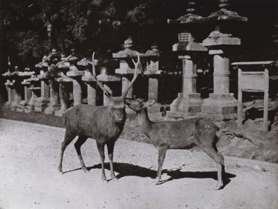 Veado, um Estudo em Nara (foto a p/b) de Herbert Ponting