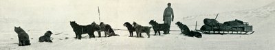 Cães com lojas prestes a deixar Hut Point, c1911, 1913 de Herbert Ponting