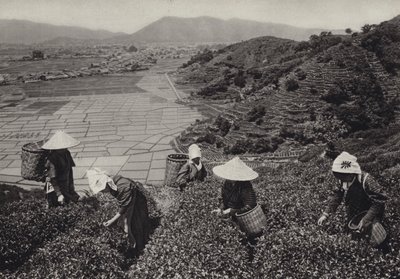 Japão na década de 1920: Colheita do chá (foto a p/b) de Herbert Ponting