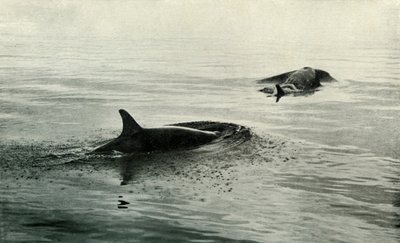 Baleias assassinas subindo para explodir, c19101913, 1913 de Herbert Ponting