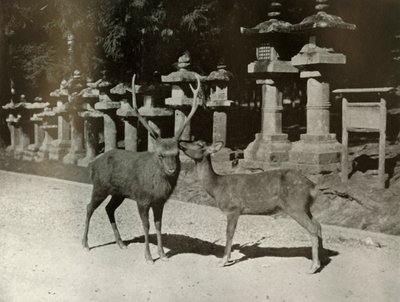 Meu querido! Um estudo em Nara, 1910. de Herbert Ponting