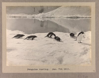 Seis pinguins-de-Adélia a descansar no gelo de Herbert Ponting