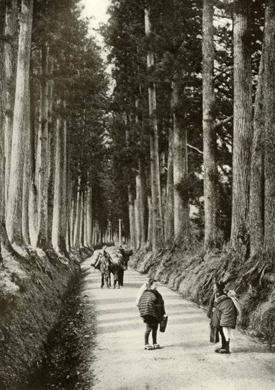 As Cryptomerias em Nikko, 1910. de Herbert Ponting