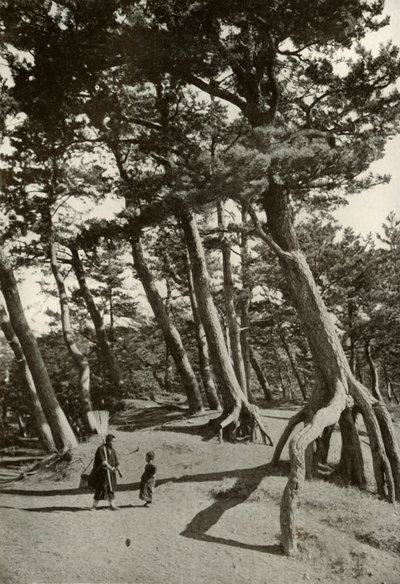 Os pinheiros de Shizu-Ura, 1910. de Herbert Ponting