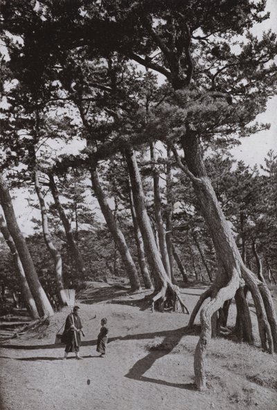 Os Pinheiros de Shizu-ura (foto a p/b) de Herbert Ponting