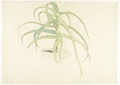 Aloë perfoliata de Herman Saftleven