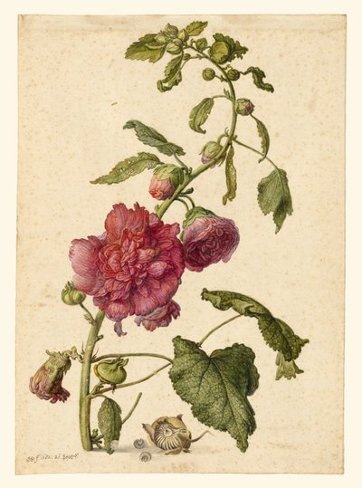 Uma malva-rosa de Herman Saftleven the Younger