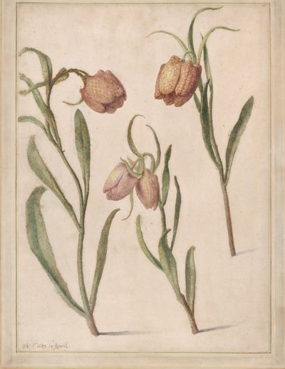 Estudo de Três Fritillaries, 1683. de Herman Saftleven the Younger