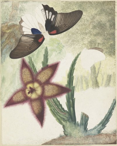 Duas borboletas e uma flor de cinco pétalas de cor amarela-púrpura de Hermanus de Wit