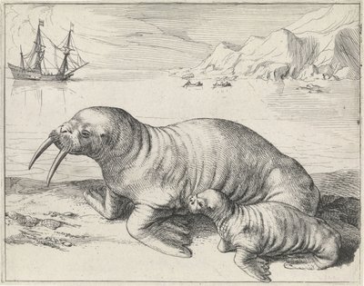 Morsa perto de Spitsbergen de Hessel Gerritsz