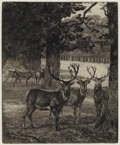 Veado em Windsor Park (gravura) de Heywood (after) Hardy