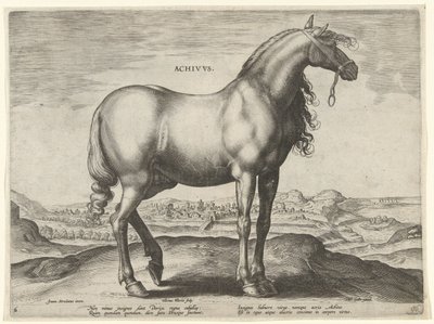 Cavalo da Grécia (Achivus) Achivvs (título no objeto) Raças de Cavalos dos Estábulos Reais de Don Juan da Áustria (título da série) Equile Ioannis Austriaci Caroli (título da série) de Hieronymus Wierix