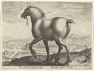 Cavalo da Saxônia Saxo (título no objeto) Raças de Cavalos dos Estábulos Reais de Don Juan da Áustria (título da série) Equile Ioannis Austriaci Caroli (título da série) de Hieronymus Wierix