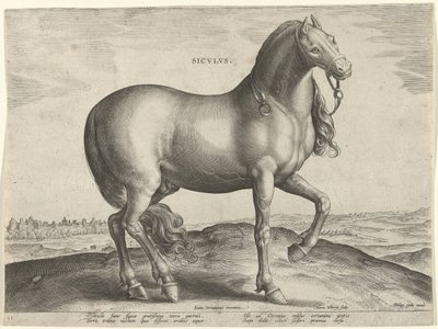 Cavalo da Sicília (Siculus)
Sicvlvs (título sobre o objecto)
Raças de cavalos dos estábulos reais de Don Juan da Áustria (título da série)
Equile Ioannis Austriaci Caroli (título da série) de Hieronymus Wierix