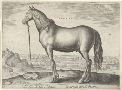 Cavalo da Tessália (Tessália) Thessalvs (título no objeto) Raças de Cavalos dos Estábulos Reais de Don Juan da Áustria (título da série) Equile Ioannis Austriaci Caroli (título da série) de Hieronymus Wierix