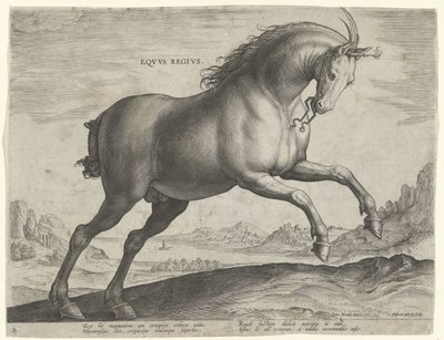 Cavalo da raça Equus Regius (o Real)
Eqvvs Regivs (título sobre o objecto)
Raças de cavalos dos estábulos reais de Don Juan da Áustria (título da série)
Equile Ioannis Austriaci Caroli (título da série) de Hieronymus Wierix