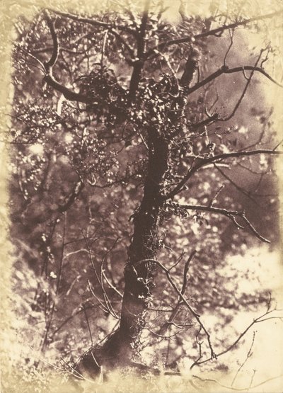 Ivy Covered Tree em Colinton de Hill and Adamson